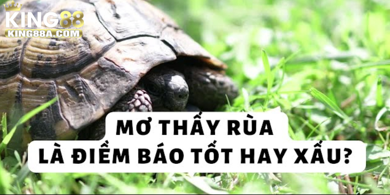 Mơ thấy rùa là điềm tốt hay xấu